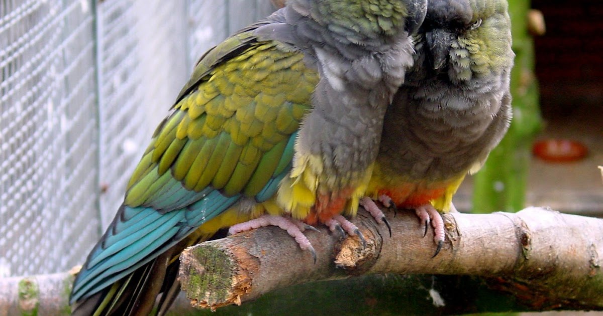 Parrots Lovers Patagonian Conures